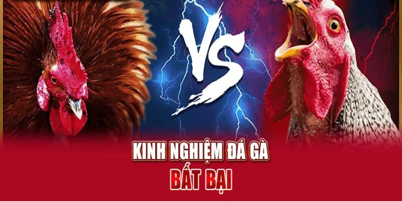 Kinh nghiệm tham gia chọi gà cựa dao luôn thắng