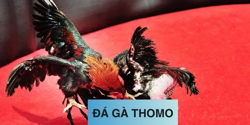 Làm quen với môn đá gà Thomo tại ABC8