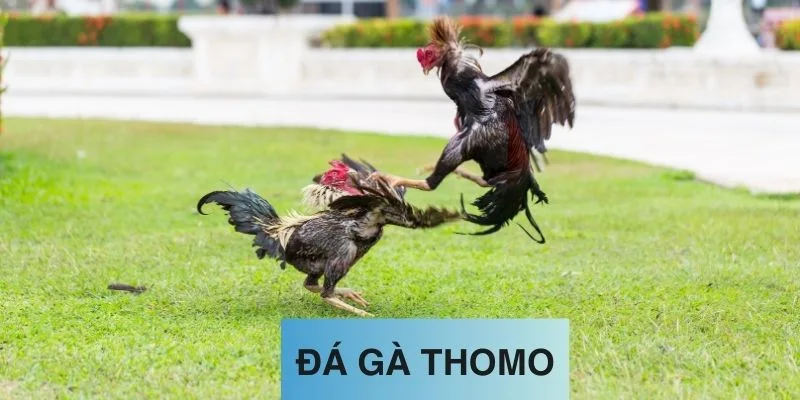 Trải nghiệm kèo full time trong đá gà Thomo