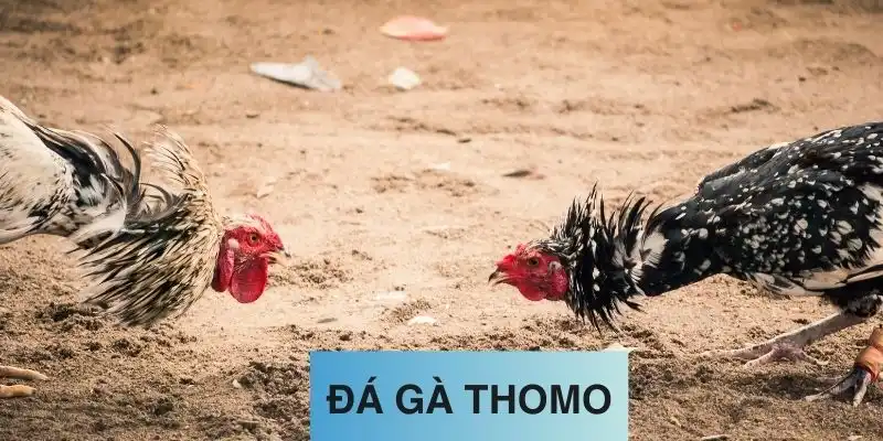 Loại kèo Meron trong đá gà Thomo